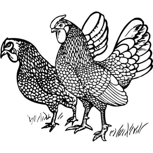 CHICK007 Thumbnail